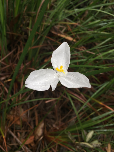 Patersonia glabrata (Leafy Purple Flag) (alternate view 5)