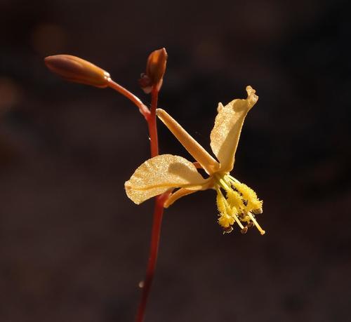 Bulbine (Kopievas) (alternate view 6)