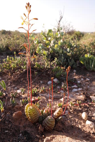 Bulbine (Kopievas) (alternate view 7)