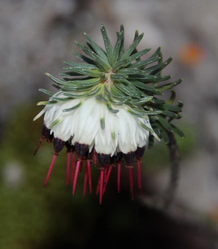 Erica (Heaths)