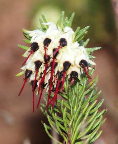 Erica (Heaths) (alternate view 3)