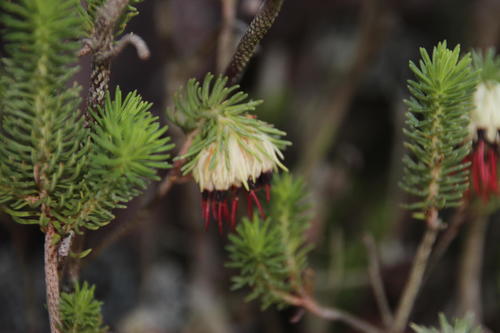 Erica (Heaths) (alternate view 4)