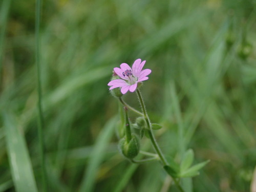 Geranium molle (dovefoot geranium) (alternate view 4)
