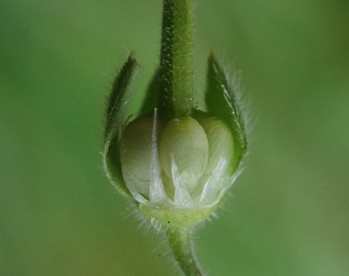 Geranium molle (dovefoot geranium) (alternate view 3)