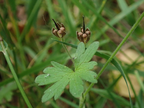 Geranium molle (dovefoot geranium) (alternate view 2)