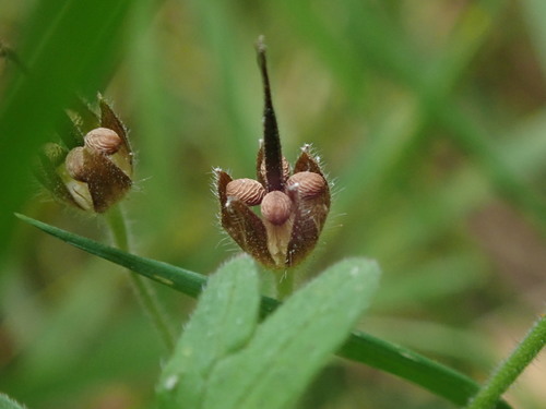 Geranium molle (dovefoot geranium)