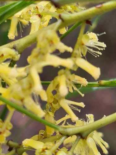 Acacia mucronata (Variable sallow wattle) (alternate view 5)