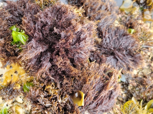 Gelidium (Jellyweeds) (alternate view 6)