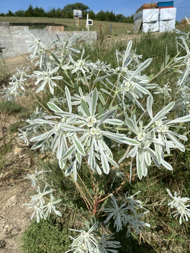 Euphorbia bicolor (snow-on-the-prairie) (alternate view 3)