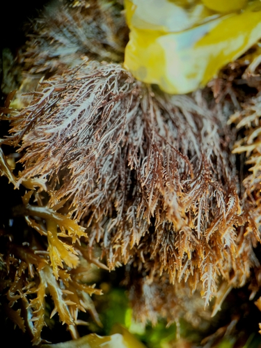 Gelidium (Jellyweeds) (alternate view 7)