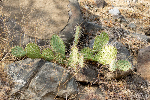 Opuntia phaeacantha (Brown-spined Pricklypear) (alternate view 2)
