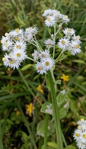 Anaphalis triplinervis (Triple-Veined Pearly Everlasting)
