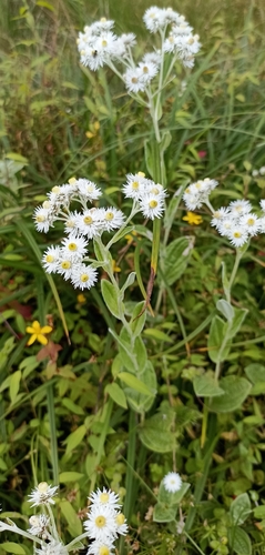 Anaphalis triplinervis (Triple-Veined Pearly Everlasting)