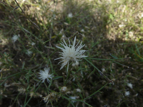 Centaurea diffusa (diffuse knapweed)