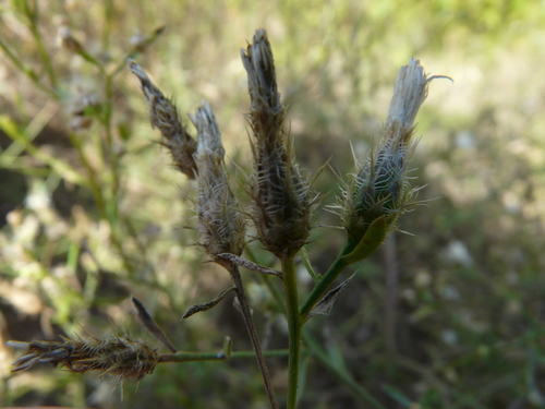 Centaurea diffusa (diffuse knapweed)