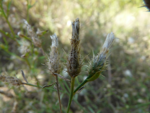 Centaurea diffusa (diffuse knapweed)