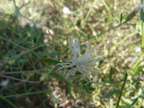 Centaurea diffusa (diffuse knapweed)