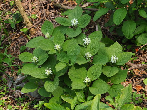 Chloranthus fortunei (alternate view 5)