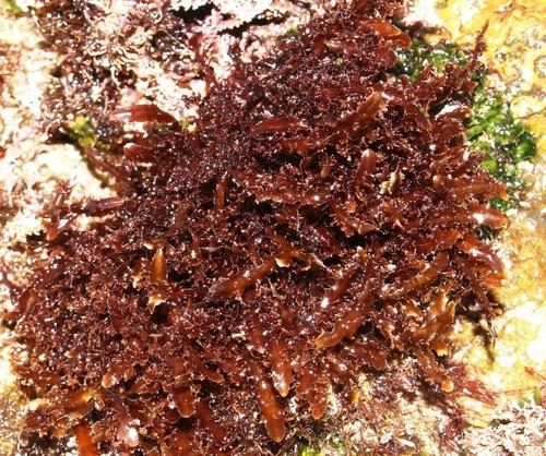 Gelidium (Jellyweeds) (alternate view 4)