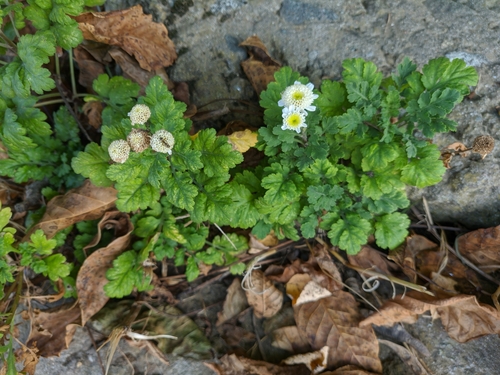 Tanacetum parthenium (feverfew)