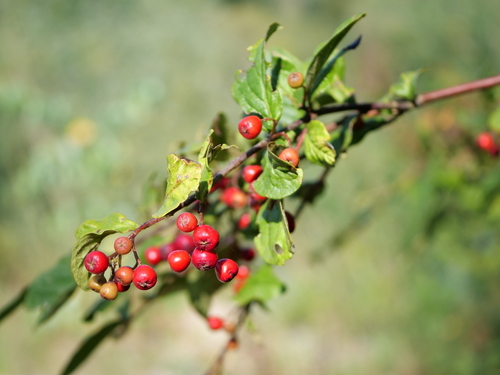 Cotoneaster bullatus (hollyberry cotoneaster) (alternate view 3)