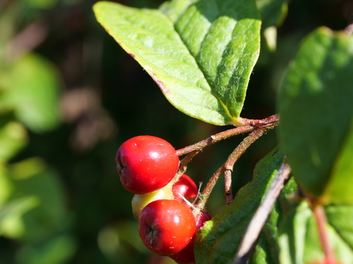 Cotoneaster bullatus (hollyberry cotoneaster) (alternate view 4)
