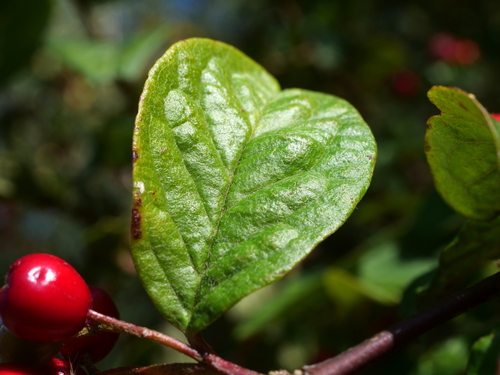 Cotoneaster bullatus (hollyberry cotoneaster) (alternate view 5)
