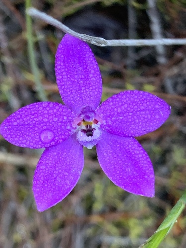 Glossodia minor (Small Waxlip Orchid) (alternate view 5)