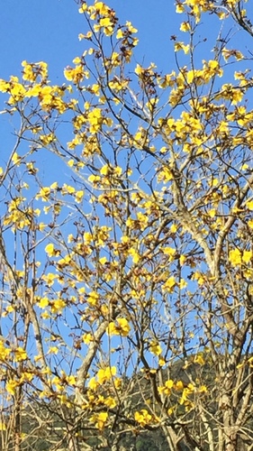 Handroanthus chrysotrichus (Golden Trumpet Tree)