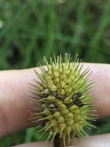 Carex squarrosa (Squarrose Sedge)