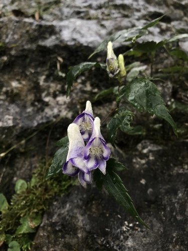 Aconitum hemsleyanum (Climbing Monkshood)