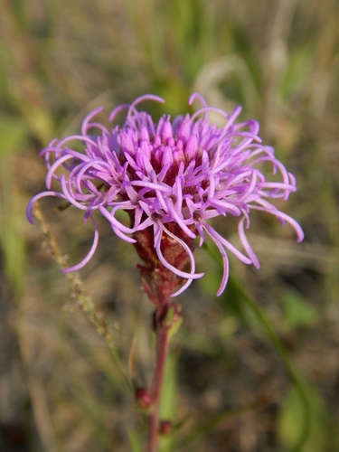 Liatris ligulistylis (Meadow Blazing Star)