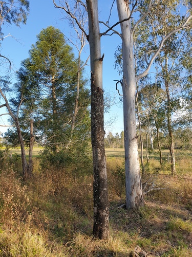 Corymbia tessellaris (Carbeen) (alternate view 7)