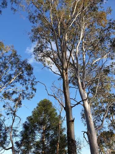 Corymbia tessellaris (Carbeen) (alternate view 8)