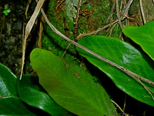 Pyrrosia (Felt Ferns) (alternate view 9)