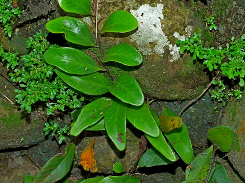 Pyrrosia (Felt Ferns) (alternate view 8)