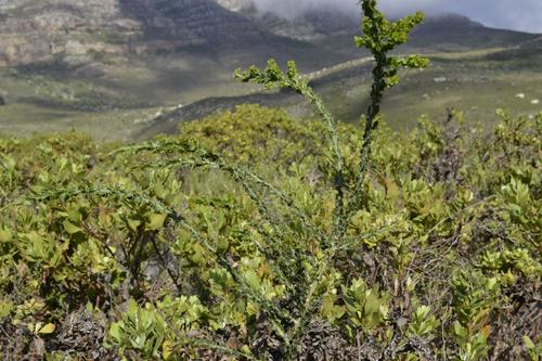Acacia paradoxa (Kangaroo thorn) (alternate view 8)