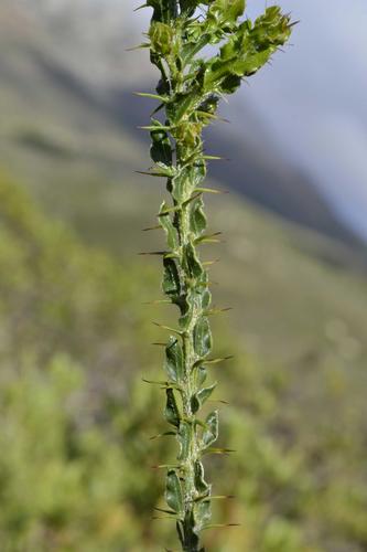 Acacia paradoxa (Kangaroo thorn) (alternate view 9)