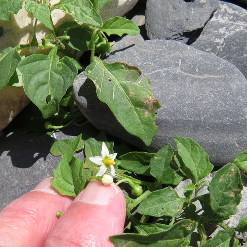 Solanum emulans (eastern black nightshade) (alternate view 9)