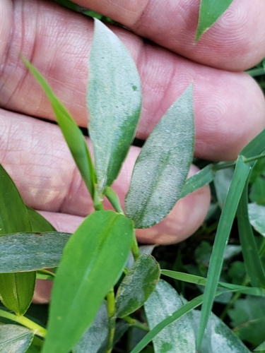 Microstegium vimineum (Japanese stiltgrass)