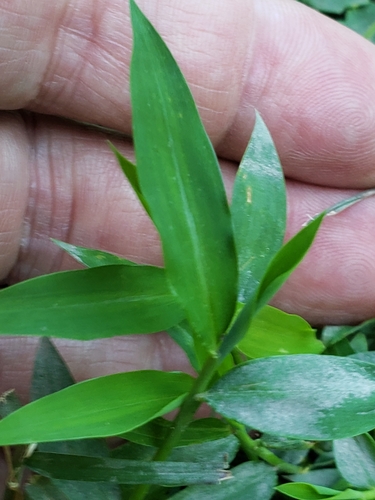 Microstegium vimineum (Japanese stiltgrass)
