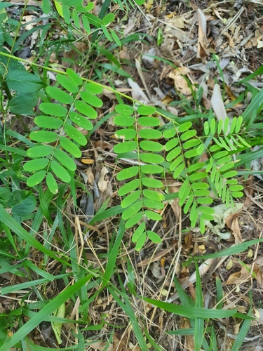 Abrus precatorius (rosary pea) (alternate view 5)