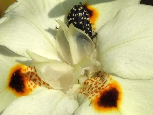 Dietes bicolor (Yellow Fortnight Lily) (alternate view 8)