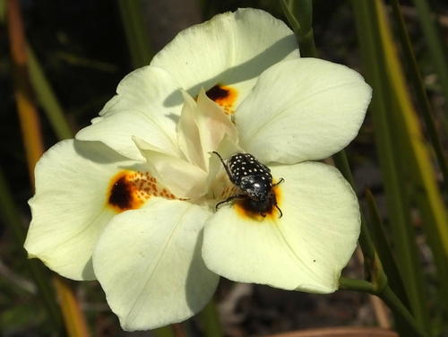Dietes bicolor (Yellow Fortnight Lily) (alternate view 9)