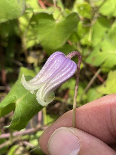 Clematis pitcheri (Pitcher's leatherflower) (alternate view 5)