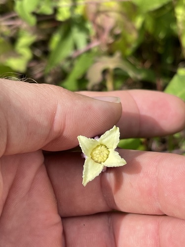 Clematis pitcheri (Pitcher's leatherflower) (alternate view 6)