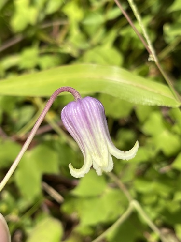 Clematis pitcheri (Pitcher's leatherflower) (alternate view 8)