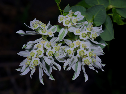 Euphorbia marginata (snow-on-the-mountain) (alternate view 3)