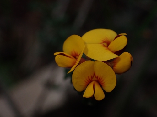 Pultenaea retusa (Notched Bush-pea)
