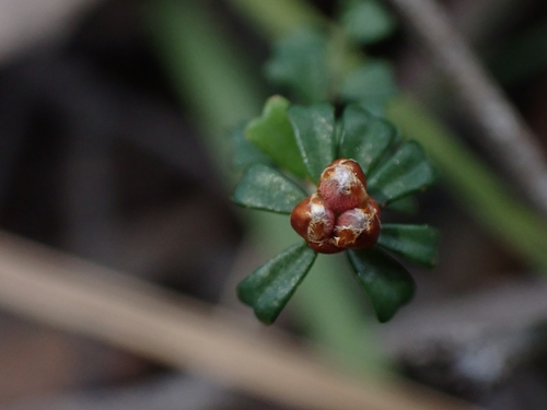 Pultenaea retusa (Notched Bush-pea) (alternate view 2)